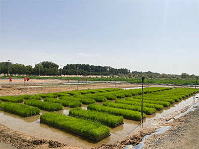 Flood Irrigation